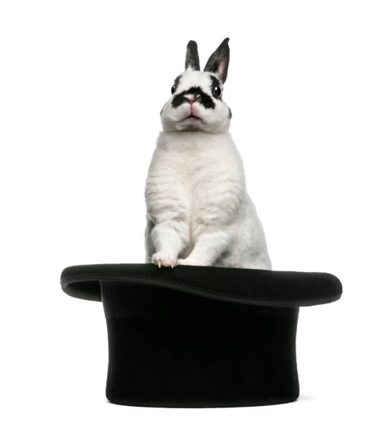 istock Dalmatian Rabbit standing in magician's top hat, against white background 824250234