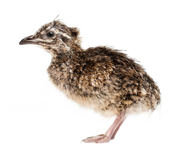 Elegant Crested Tinamou chick, Eudromia elegans, 1 day old, also known as Martineta Tinamou against white background Elegant Crested Tinamou chick, Eudromia elegans, 1 day old, also known as Martineta Tinamou against white background eudromia elegans stock pictures, royalty-free photos & images