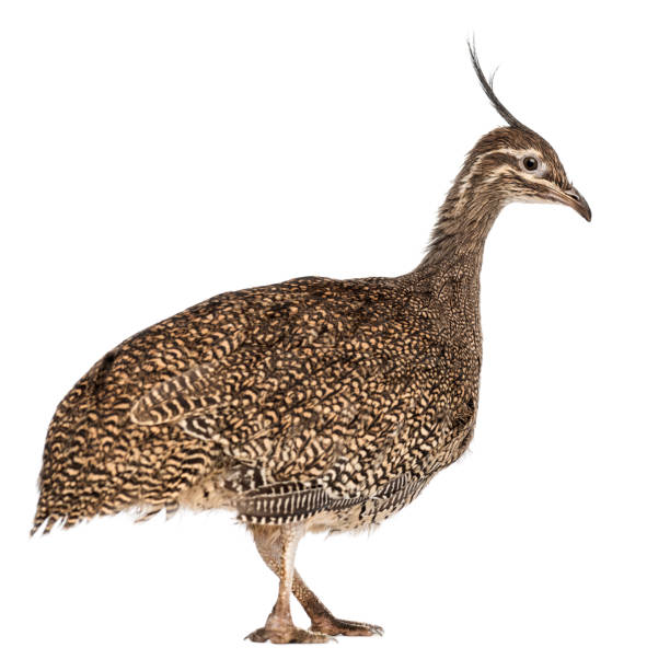 Elegant Crested Tinamou, Eudromia elegans, 3 months old, also known as Martineta Tinamou against white background Elegant Crested Tinamou, Eudromia elegans, 3 months old, also known as Martineta Tinamou against white background eudromia elegans stock pictures, royalty-free photos & images