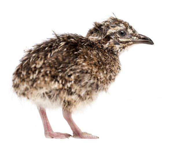 Elegant Crested Tinamou chick also known as Martineta Tinamou Elegant Crested Tinamou chick, Eudromia elegans, 1 day old, also known as Martineta Tinamou against white background eudromia elegans stock pictures, royalty-free photos & images