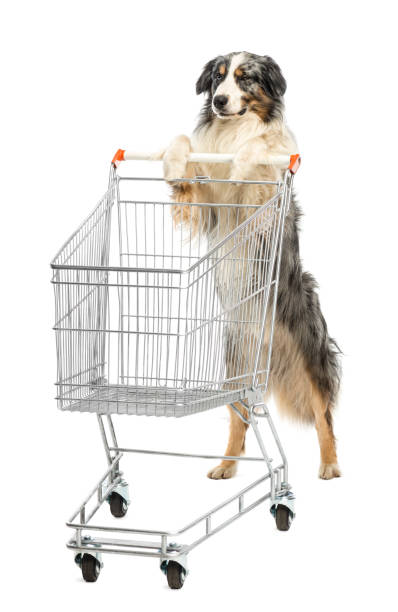 istock Australian Shepherd stand on hind legs and pushing a shopping cart, winking against white background 824251028