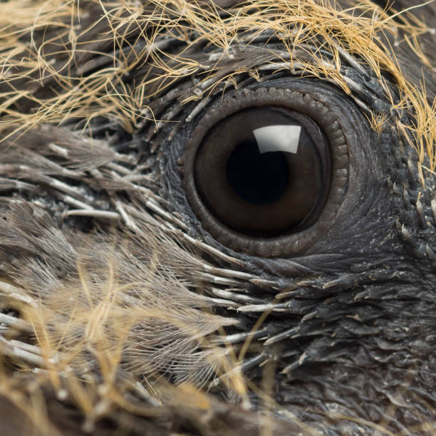 istock Young Common Wood Pigeon, Columba palumbus, close up on eye 824251244