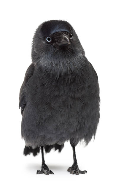 istock Western Jackdaw looking away, Corvus monedula, (or Eurasian Jackdaw, or European Jackdaw or simply Jackdaw) against white background 824251744