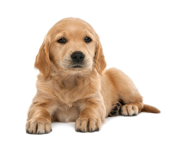 istock Golden retriever puppy, 7 weeks old, lying against white background 824251770