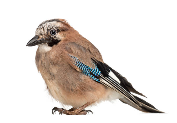 istock Eurasian Jay, Garrulus glandarius, 8 years old against white background 824251794