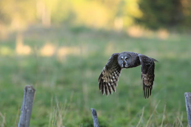 istock Great grey owl (Strix nebulosa) Sweden Bartkauz Schweden 824254686