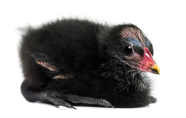 Common Moorhen lying, 4 days old against white background