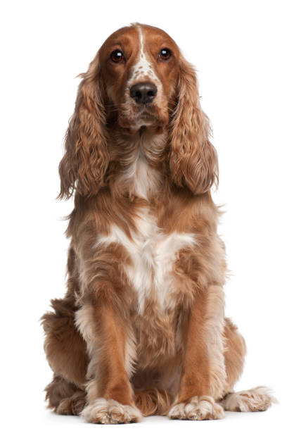 istock American cocker spaniel, 3 years old, sitting in front of white background 824254850