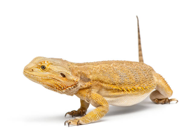 istock Central Bearded Dragon, Pogona vitticeps, in front of white background 824254922