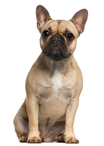 istock French Bulldog, 1 year old, sitting in front of white background 824255024