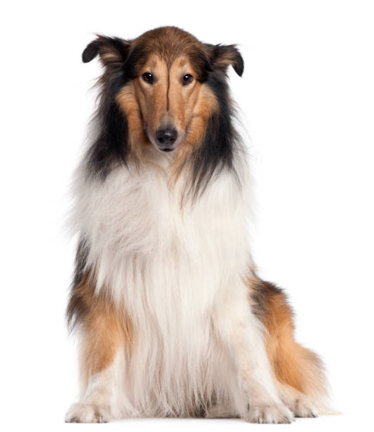 istock Scotch Collie, 5 years old, sitting in front of white background 824255032