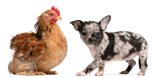 Chihuahua puppy interacting with a hen in front of white background