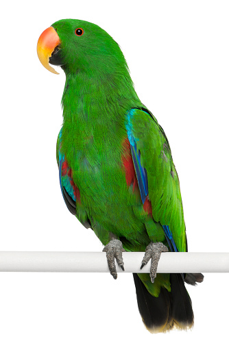 Male Eclectus Parrot, Eclectus roratus, perching in front of white background