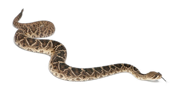 istock eastern diamondback rattlesnake - Crotalus adamanteus , poisonous, white background 824255124