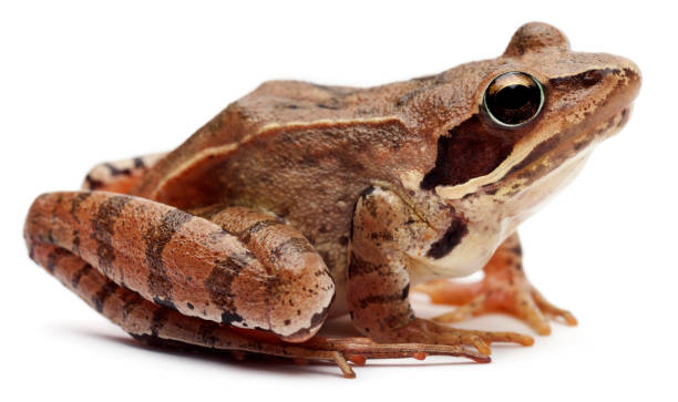 Moor Frog, Rana arvalis, in front of white background