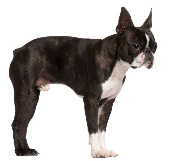 istock Boston Terrier, 1 year old, standing in front of white background 824257338