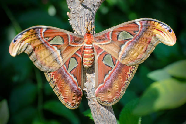 istock atlas moth, Attacus atlas 824257456