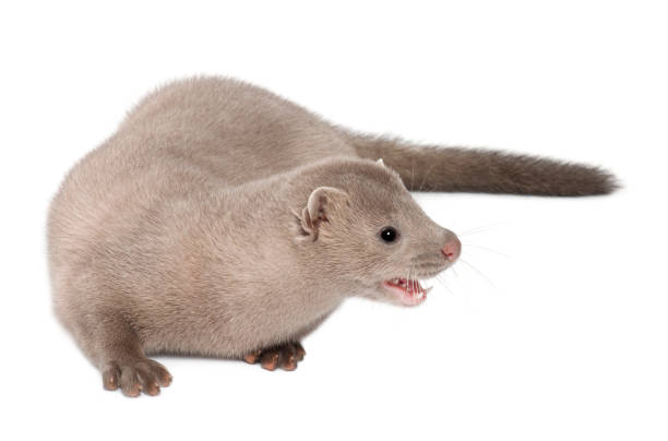 "n American Mink, Neovison Vison, 3 months old, in front of white background american mink stock pictures, royalty-free photos & images