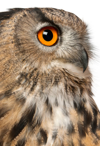 istock Close up of Eurasian Eagle-Owl, Bubo bubo, a species of eagle owl in front of white background 824257626