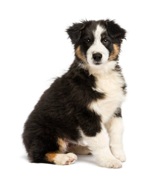 istock Australian Shepherd puppy, 3 months old, sitting and looking at camera against white background 824257692