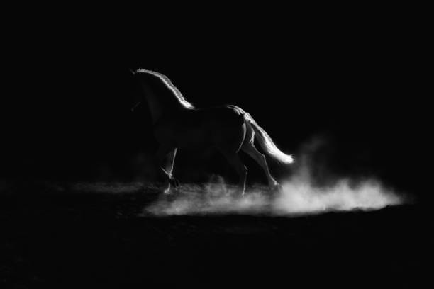Highlighted outline of a running horse. Low key, black and white artistic image. stock photo