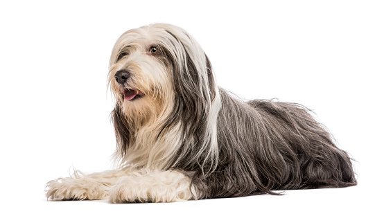 Bearded Collie, 5 years old, lying against white background