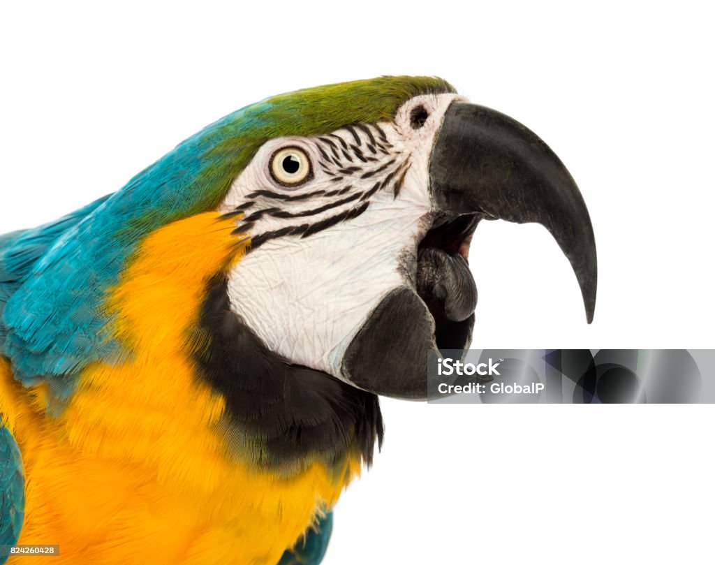 Close-up of a Blue-and-yellow Macaw, Ara ararauna, 30 years old, with its beak open in front of white background Mouth Open Stock Photo