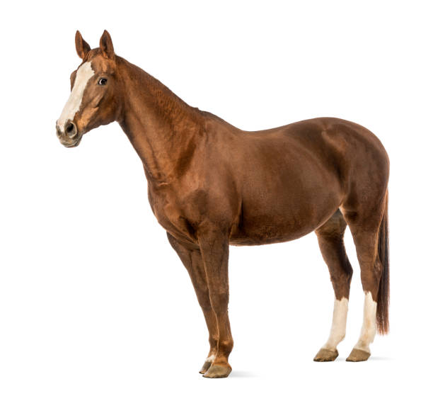 istock Horse in front of white background 824260698