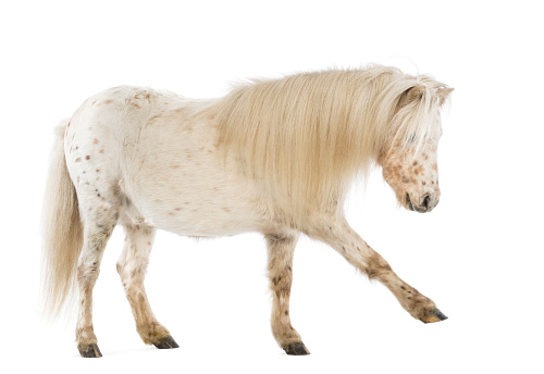 Side view of a Shetland stretching its leg in front of white background