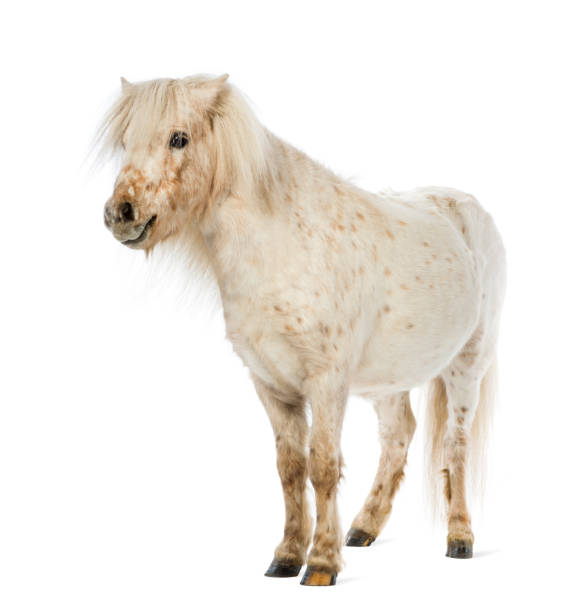 istock Shetland in front of white background 824260770