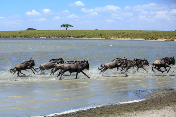 istock Great Migration - A Wildebeest herd crossing the river 824260812