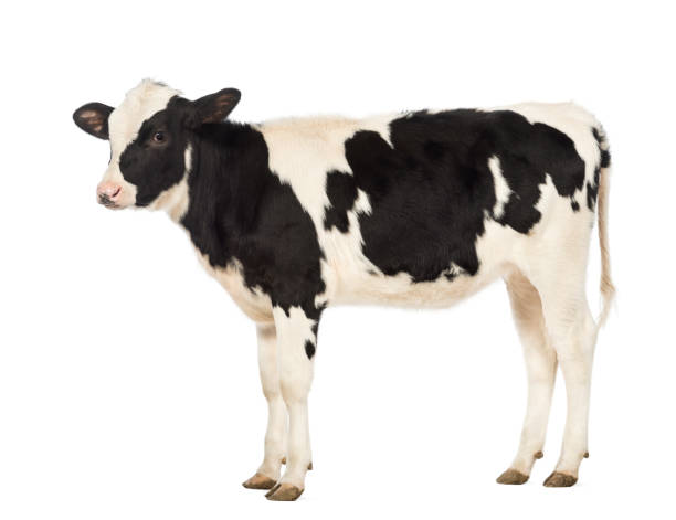 istock Veal, 8 months old, in front of white background 824260858