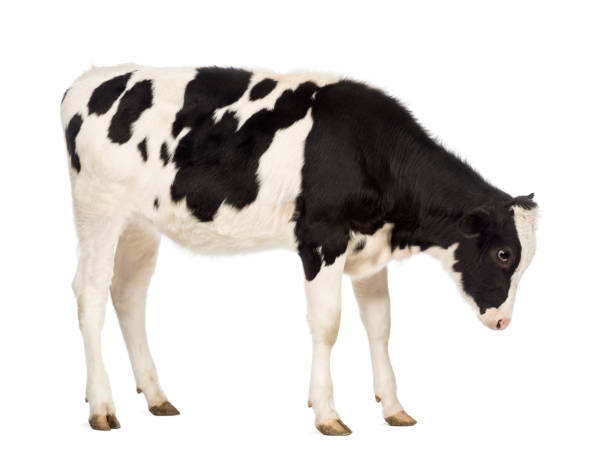 istock Side view of a Veal, 8 months old, looking down in front of white background 824260896