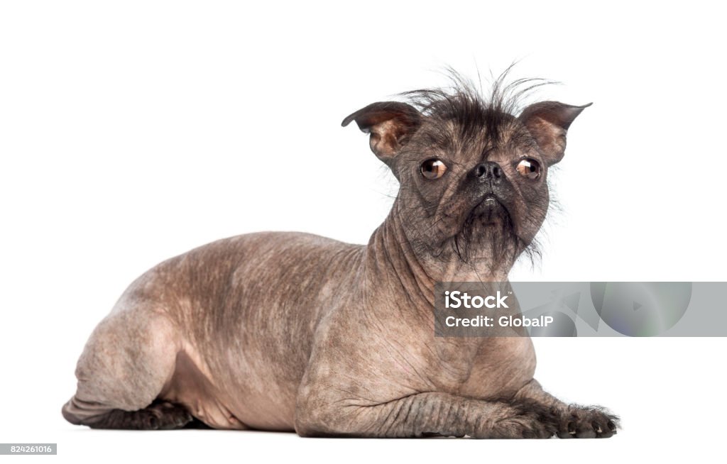 Gemischte Rassen Nackthund, Mischung zwischen eine französische Bulldogge und einem chinesischen Schopfhundes, Lügen und schaut in die Kamera vor weißem Hintergrund - Lizenzfrei Häßlichkeit Stock-Foto