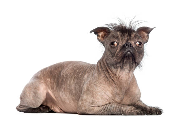 hairless mixed-breed pies, wymieszać między buldog francuski i chiński czubek psa, leżącego i patrząc na aparat przed białym tle - ugliness zdjęcia i obrazy z banku zdjęć