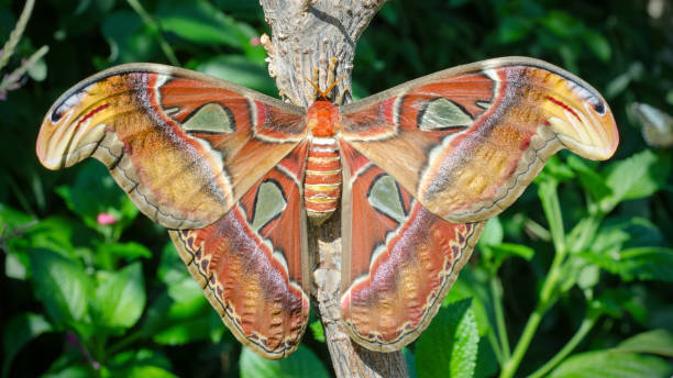 istock atlas moth, Attacus atlas 824261108