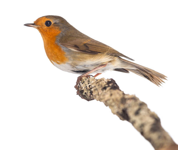 istock European Robin perched on a branch - Erithacus rubecula - isolated on white 824261184