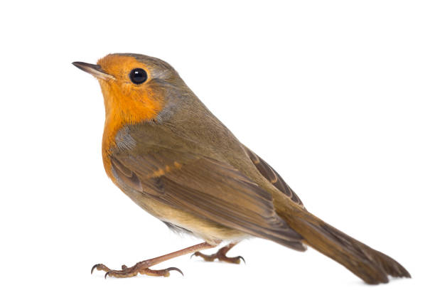 istock European Robin - Erithacus rubecula - isolated on white 824261194