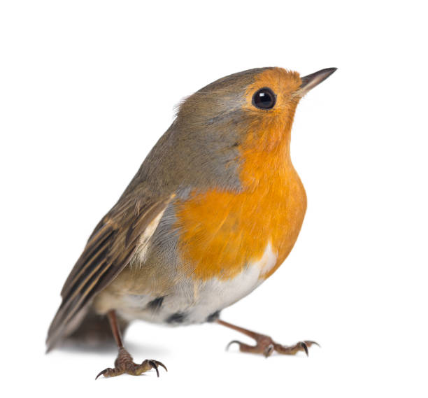 istock European Robin - Erithacus rubecula - isolated on white 824261196