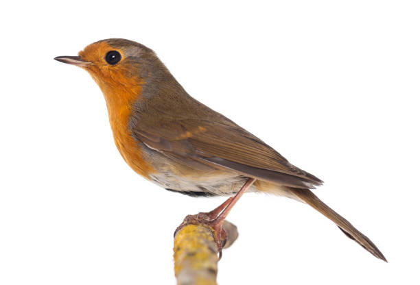 istock European Robin perched on a branch - Erithacus rubecula - isolated on white 824261234