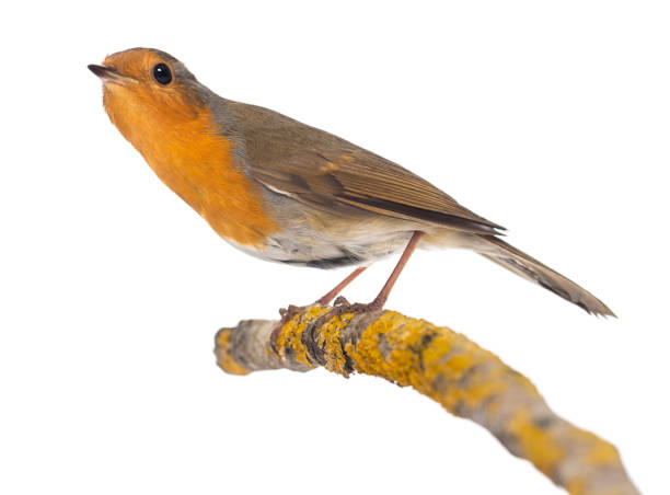 istock European Robin perched on a branch - Erithacus rubecula - isolated on white 824261242