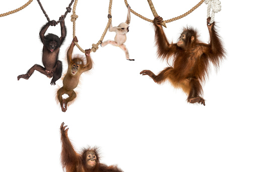 Joven Orangután, gibón Pileated joven y joven Bonobo colgando de cuerdas contra fondo blanco photo