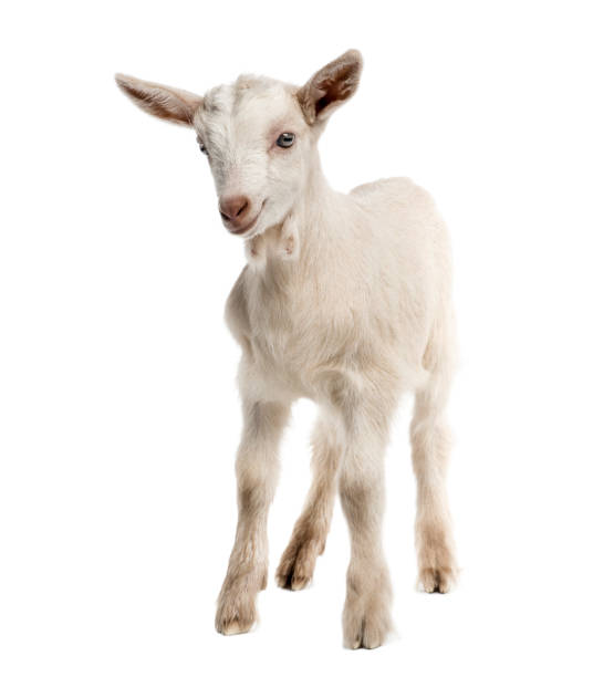 Goat kid (8 weeks old) isolated on white Goat kid (8 weeks old) isolated on white kid goat stock pictures, royalty-free photos & images