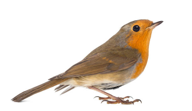 istock European Robin - Erithacus rubecula - isolated on white 824261350
