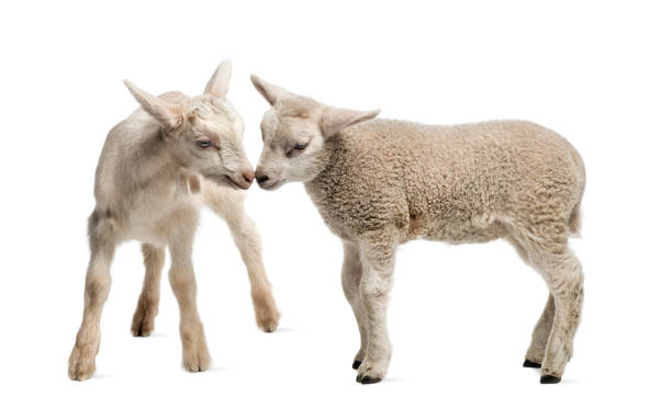 istock Lamb and goat kid (8 weeks old) isolated on white 824261426