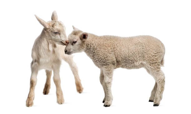 istock Lamb and goat kid (8 weeks old) isolated on white 824261736
