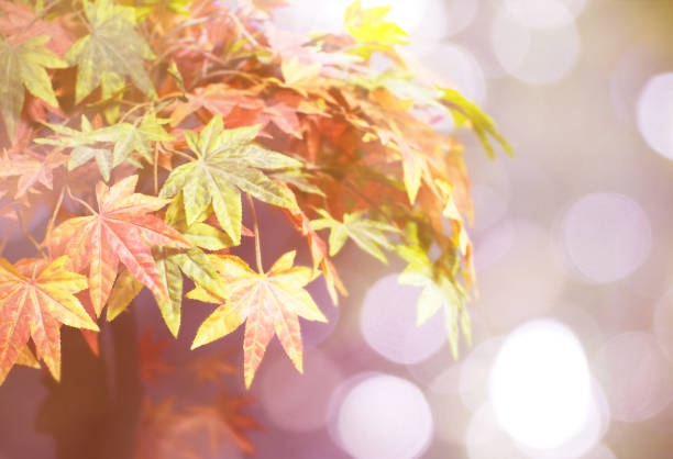 istock Maple leaves over bokeh background, vintage filter effect. Autumn background. 824263026