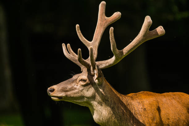 Red Deer in Bialowieza Forest Bialowieski Park Narodowy in Poland