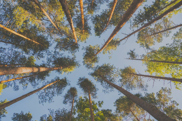 istock the sky and the trunks of pine trees, look up 824266830