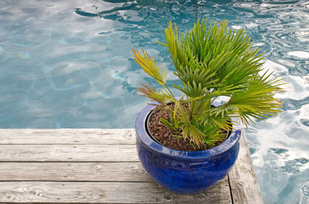 istock Potted plant by edge of pool 824269630